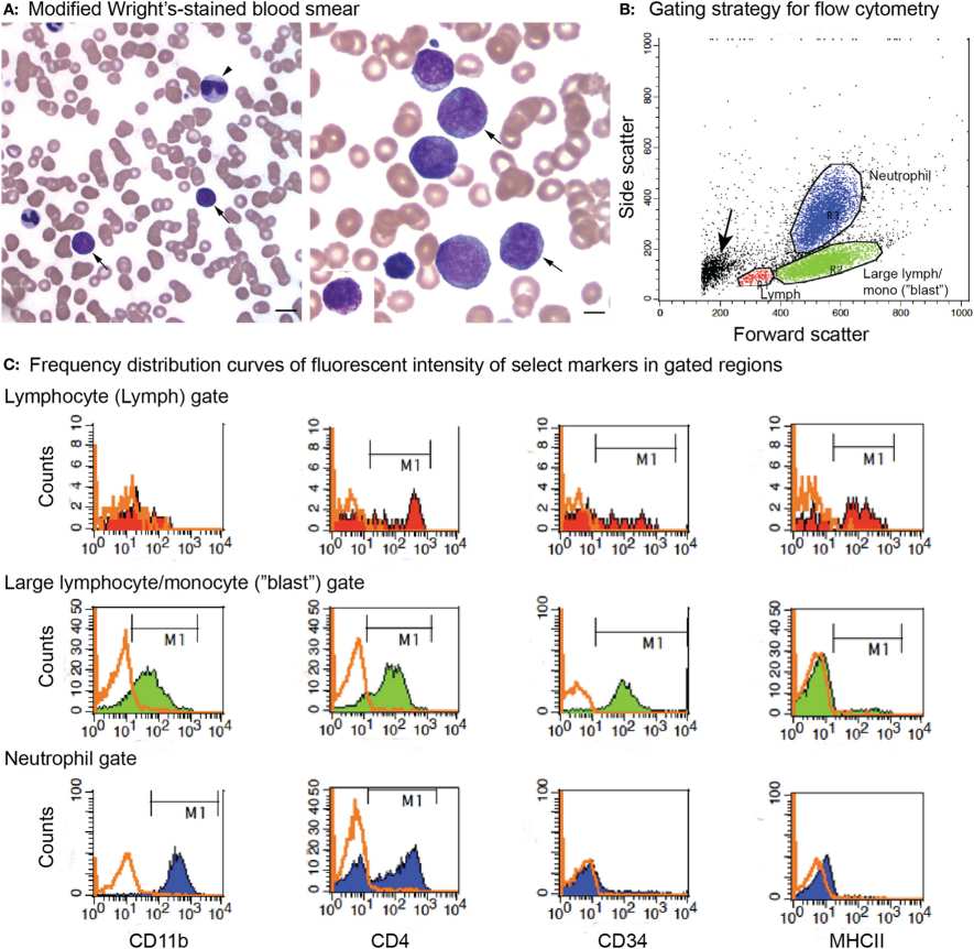 Peripheral blood morphologic features from a dog with AML. (Stokol, et al., 2017) (OA Literature)