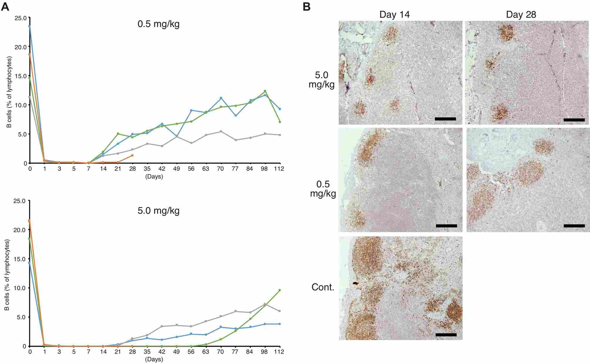 The Chimeric antibody effects on B cells in healthy beagle dogs. (Mizuno, et al., 2020) (OA Literature)