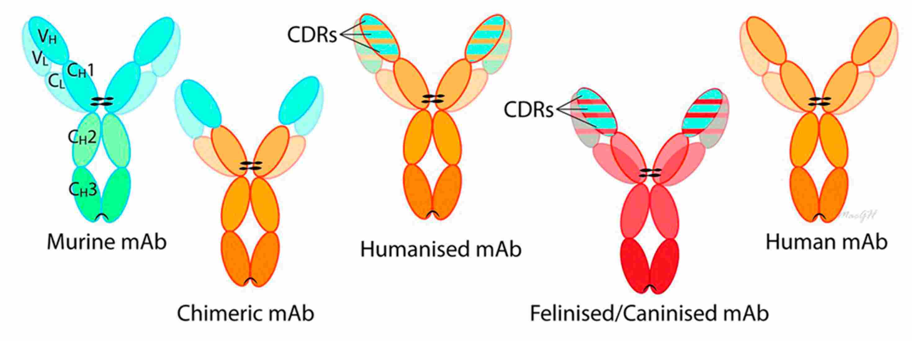 Pet therapeutic antibodies. (Wang , et al., 2025) (OA Literature)