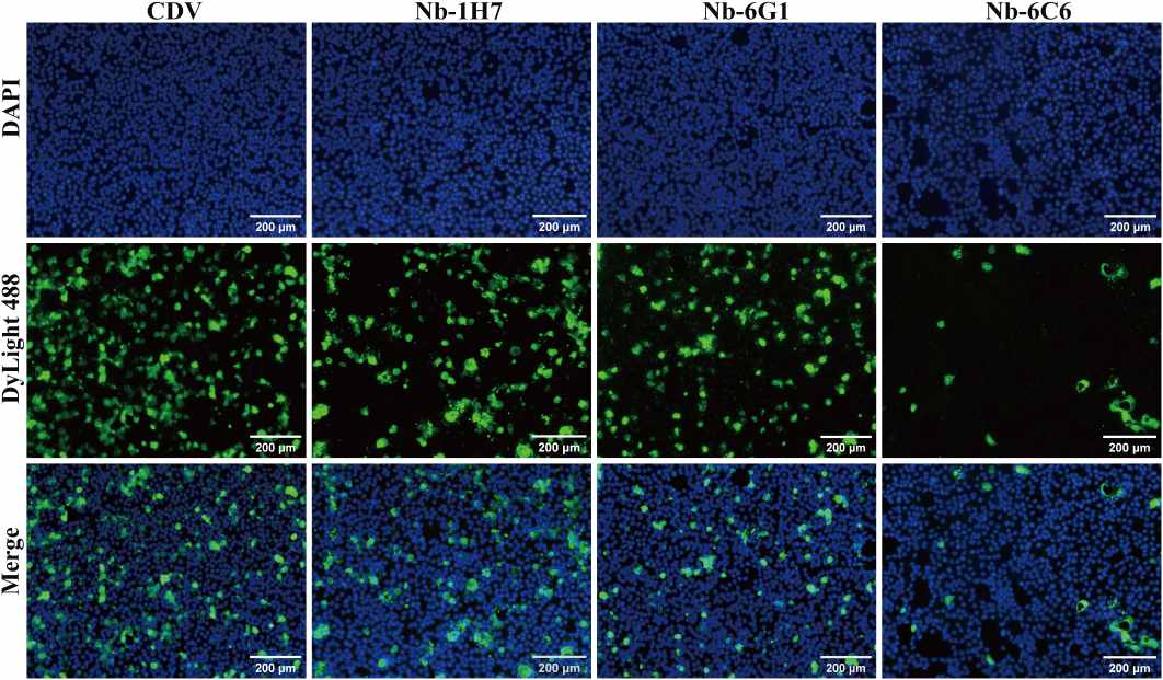 Identification of CDV-neutralizing activity of the nanobodies to CDV. (Xiao, et al., 2025) (OA Literature)