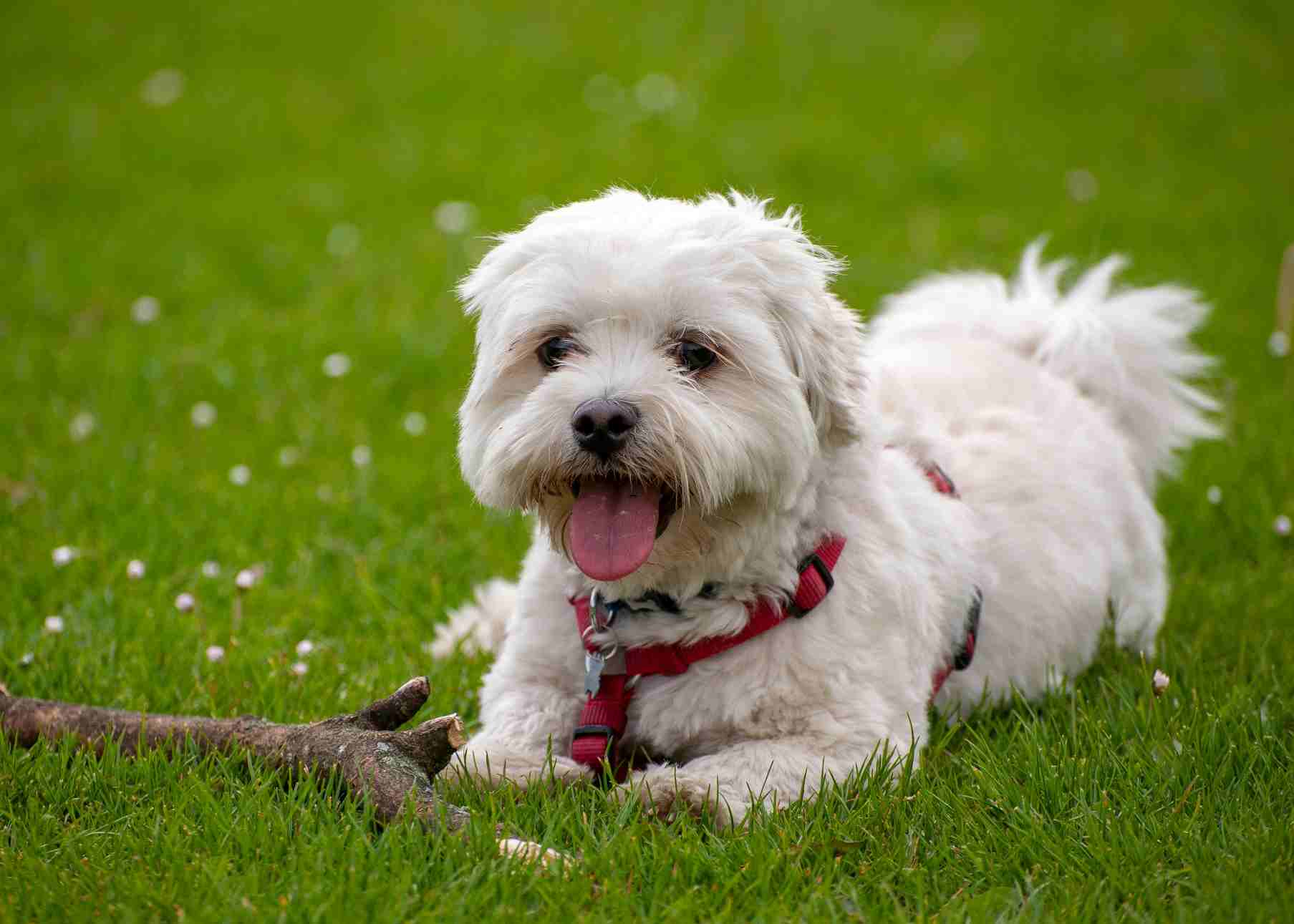 (Creative Biolabs Authorized) 