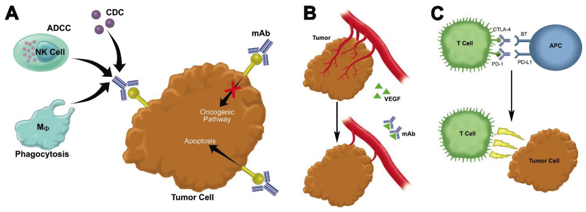 MoA of MAbs targeting tumors. (Anderson, et al., 2015) (OA Literature)