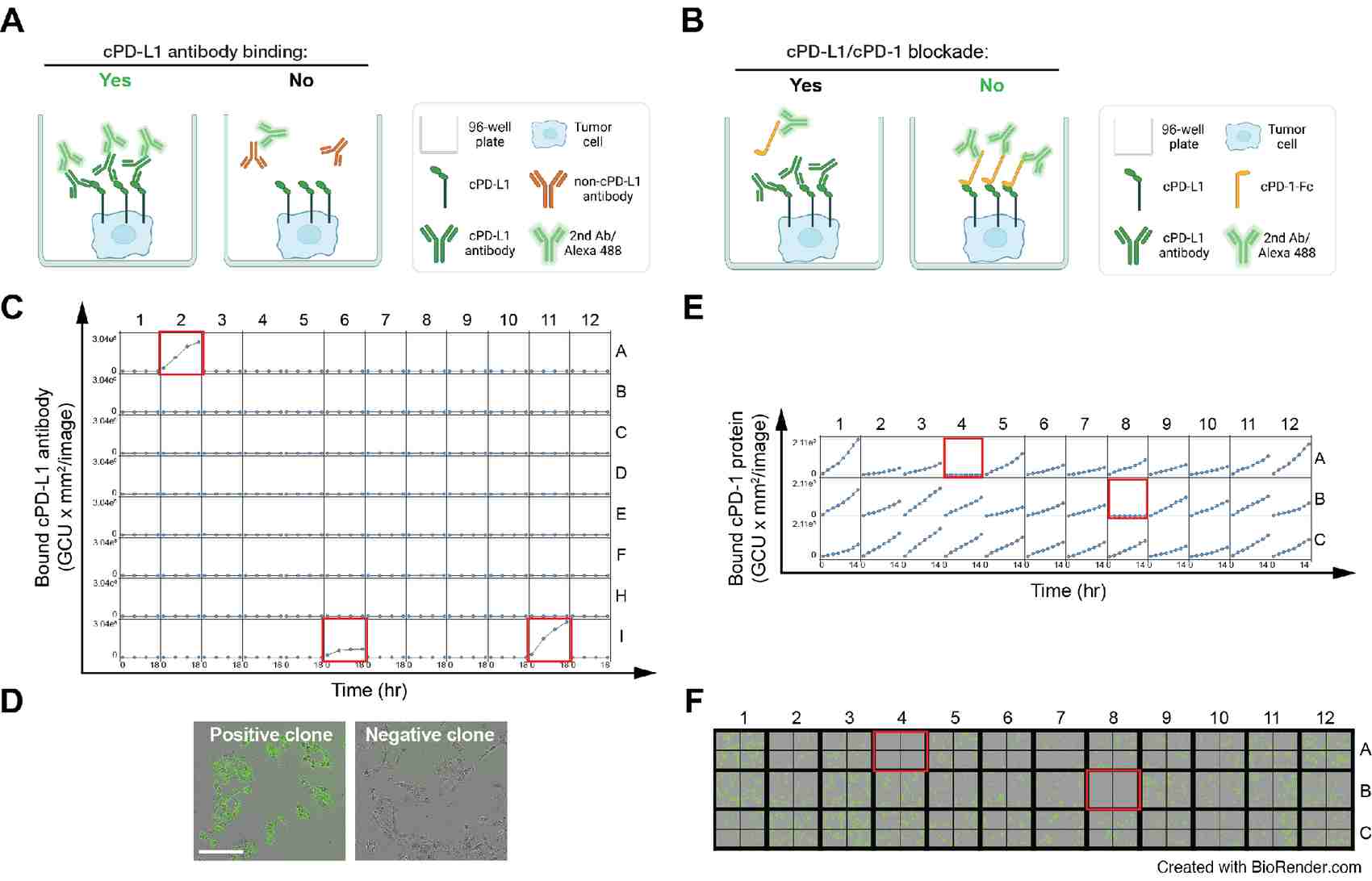 The high-throughput screening of PD-L1 antibodies. (Oh, et al., 2023) (OA Literature)