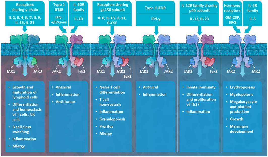 Intracellular JAK enzymes for signaling. (Nederveld, et al., 2025) (OA Literature)