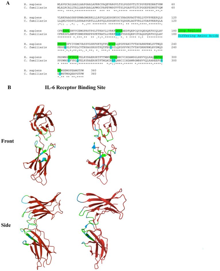 AA sequence of the human and canine IL-6R.. (Merbl, et al., 2025) (OA Literature)