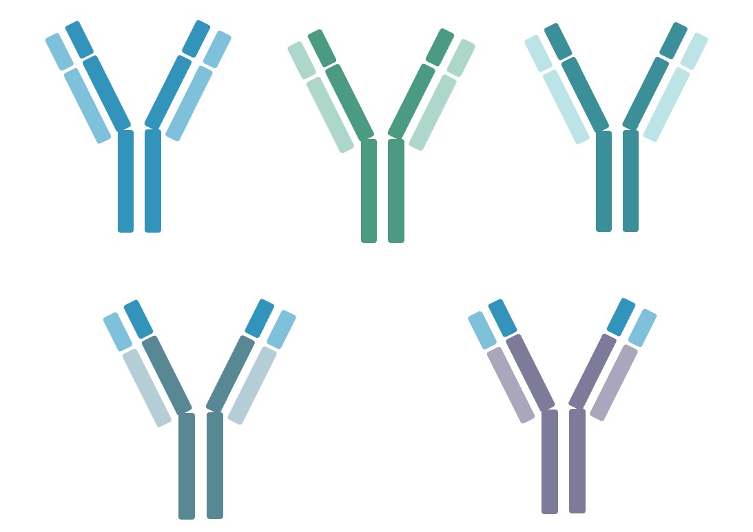 Pet Therapeutic Antibodies. (Creative Biolabs Original)