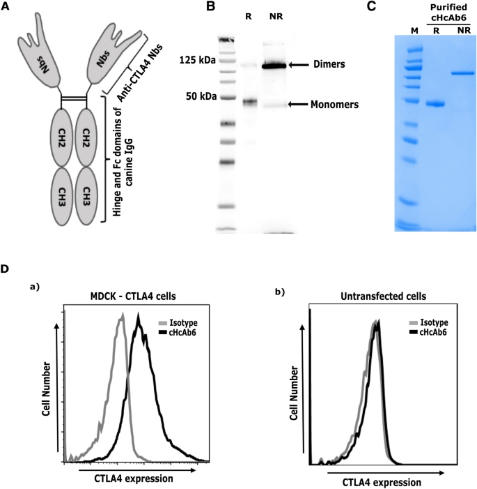 Canine CTLA4 chimeric heavy-chain antibody structure, purification, and binding validation. (OA Literature)