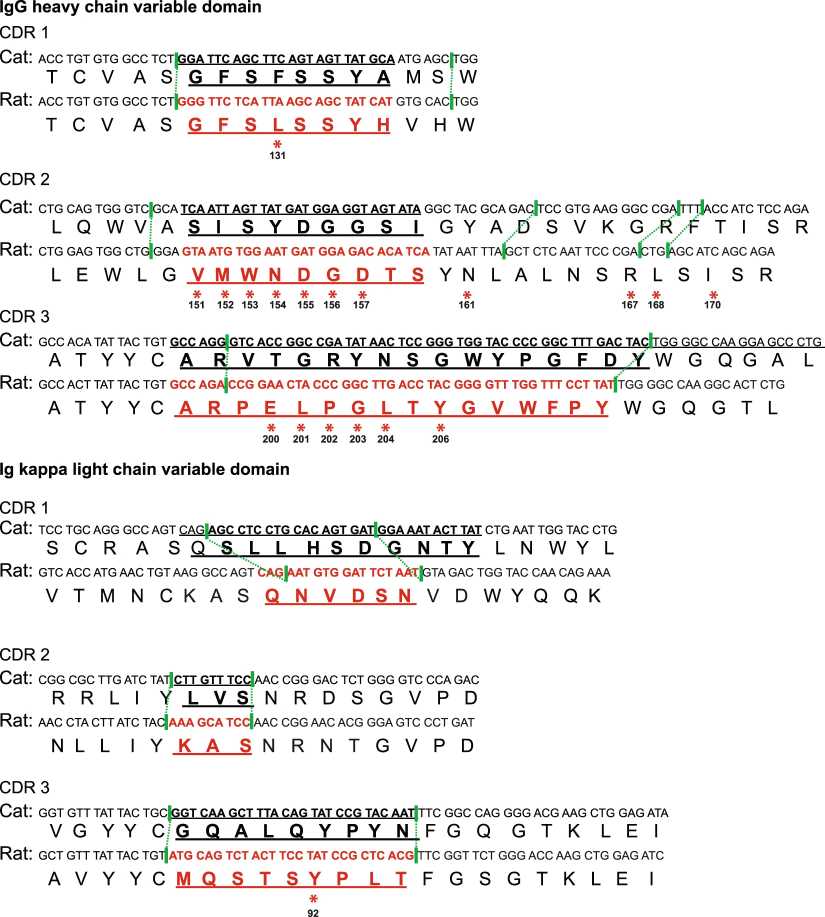 Sequence alignment and CDR-swapping design for a felinized anti-feline panleukopenia virus antibody. (OA Literature)