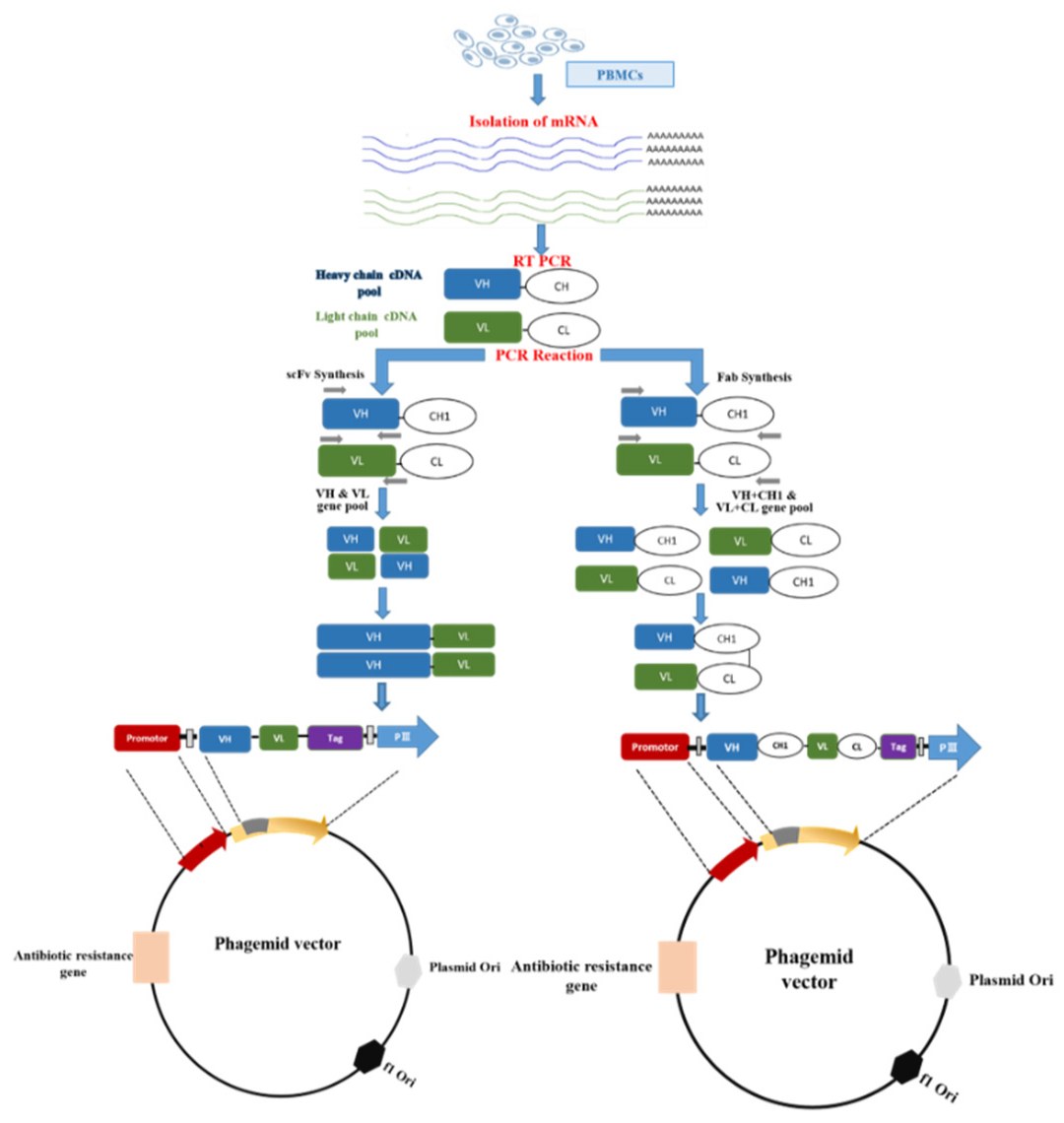 Molecular construction route from PBMC-derived immunoglobulin genes to scFv and Fab phagemid libraries. (OA Literature)