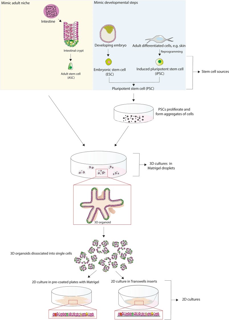 Open-access diagram showing stem cell sources, 3D organoid culture, and 2D monolayer adaptation for veterinary model development