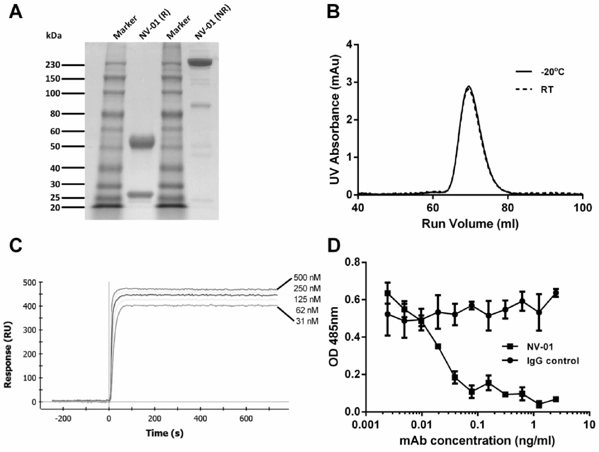 Characterization panels for caninised anti-NGF antibody NV-01, including SDS-PAGE, stability, binding, and in vitro inhibition assay