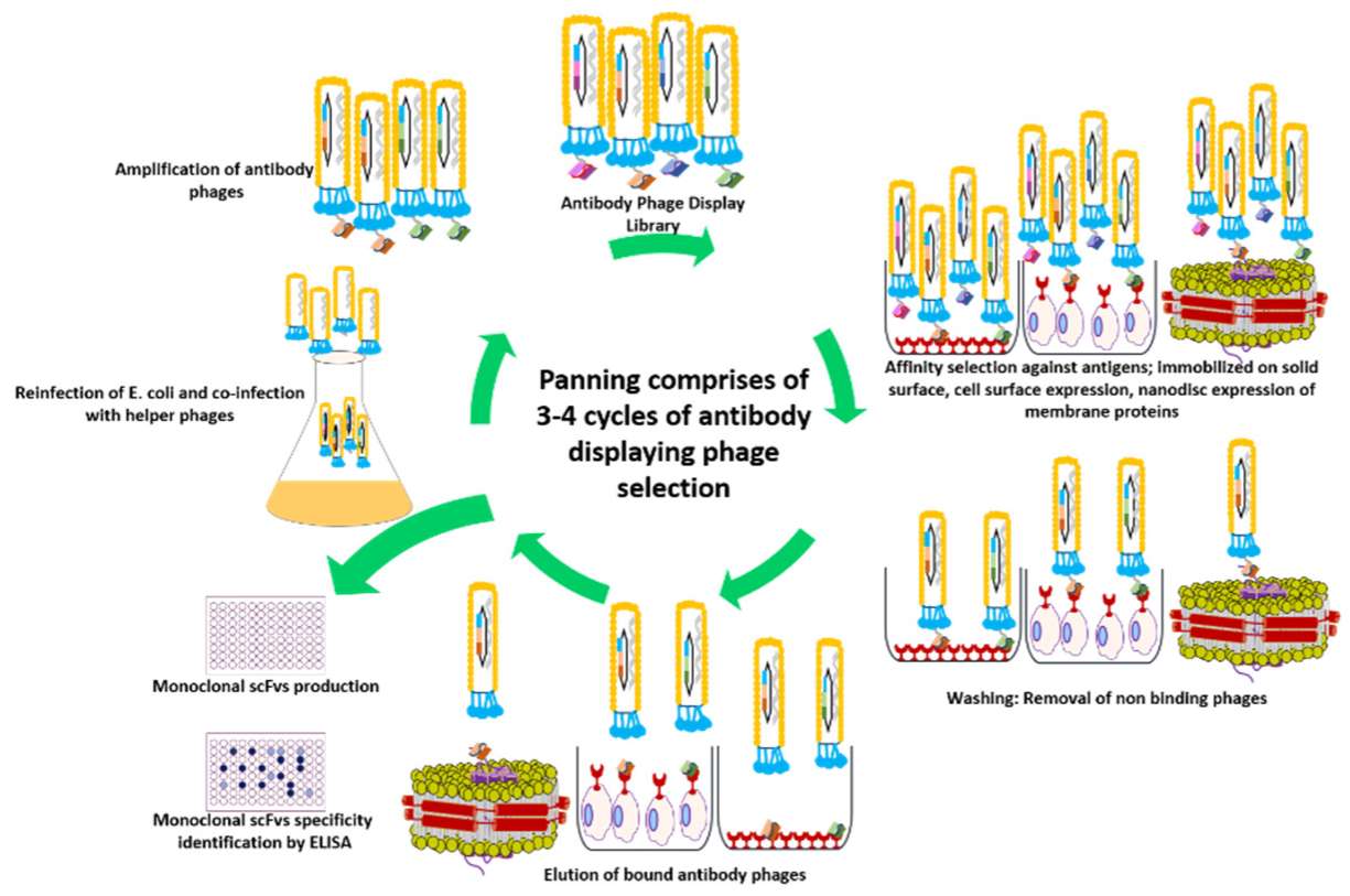 Iterative antibody phage library panning with antigen binding, washing, elution, bacterial amplification, and reselection (OA Literature)