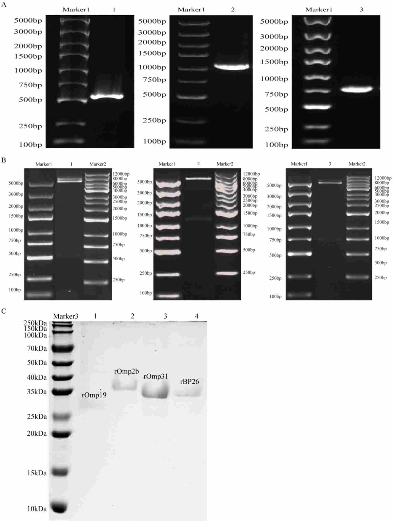PCR, restriction digestion, and SDS-PAGE verification of purified recombinant Brucella antigens. (OA Literature)