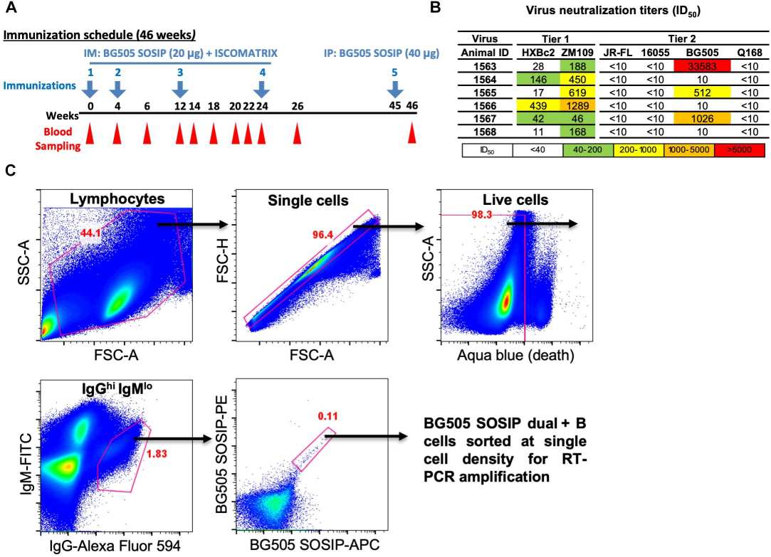 Sequential flow-cytometry gating isolates rare live antigen-specific class-switched B cells after immunization. (OA Literature)