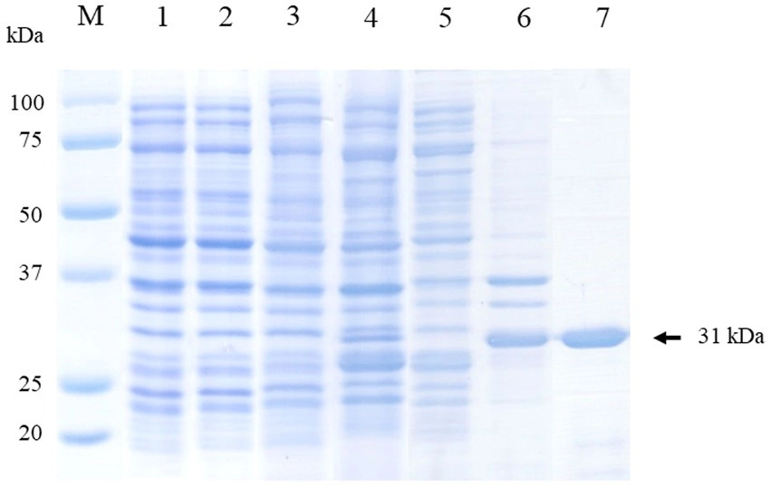 SDS-PAGE analysis showing expression fractions and purified canine circovirus recombinant capsid antigen. (OA Literature)