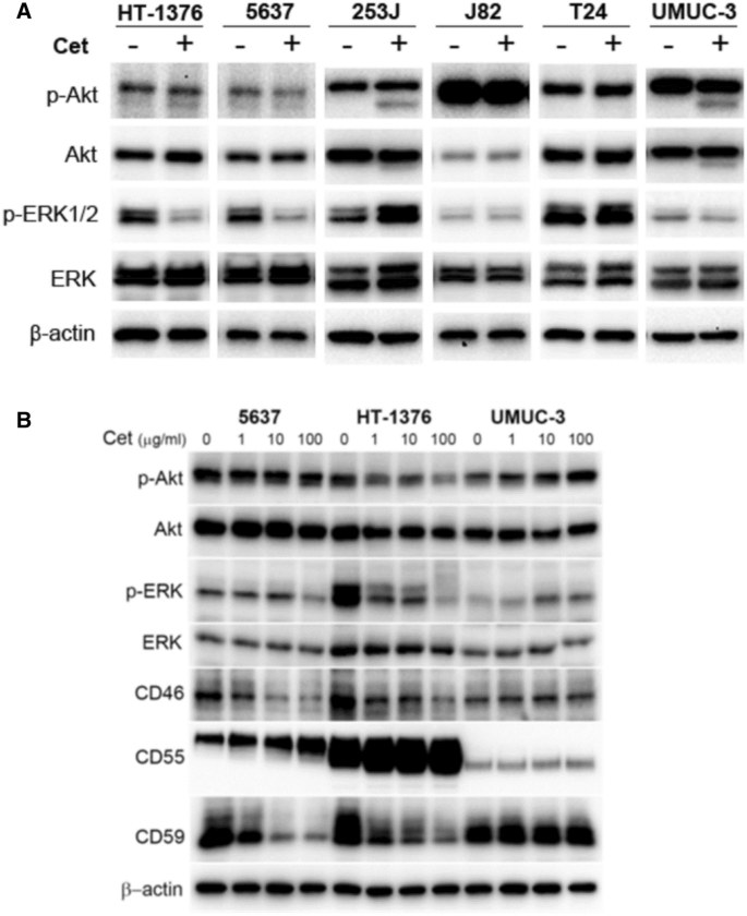 Canine anti-CTLA-4 functional assay data showing cytokine responses and target-cell survival (OA Literature)