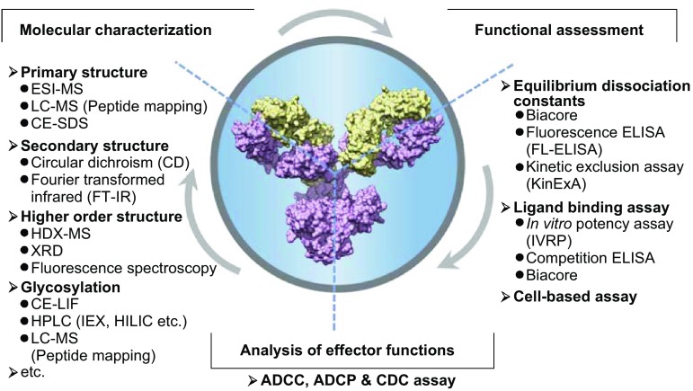 Overview of molecular structural analysis and functional assessment methods for monoclonal antibody characterization. (OA Literature)