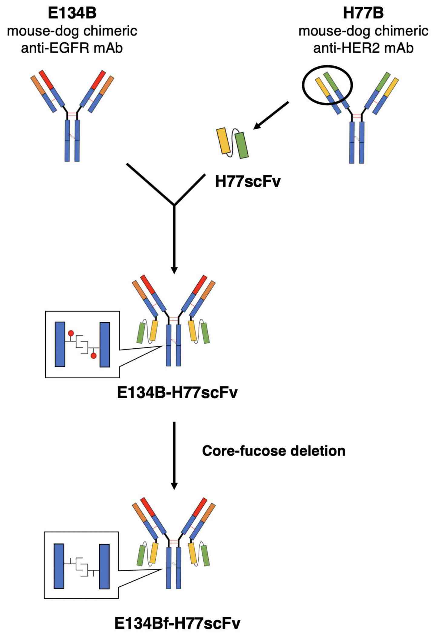 Schematic design of a mouse-dog chimeric anti-EGFR and anti-HER2 bispecific antibody. (OA Literature)