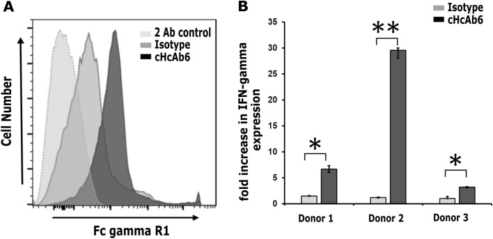 Canine Fc-containing antibody binding to Fc gamma receptor I and stimulating PBMC responses. (OA Literature)