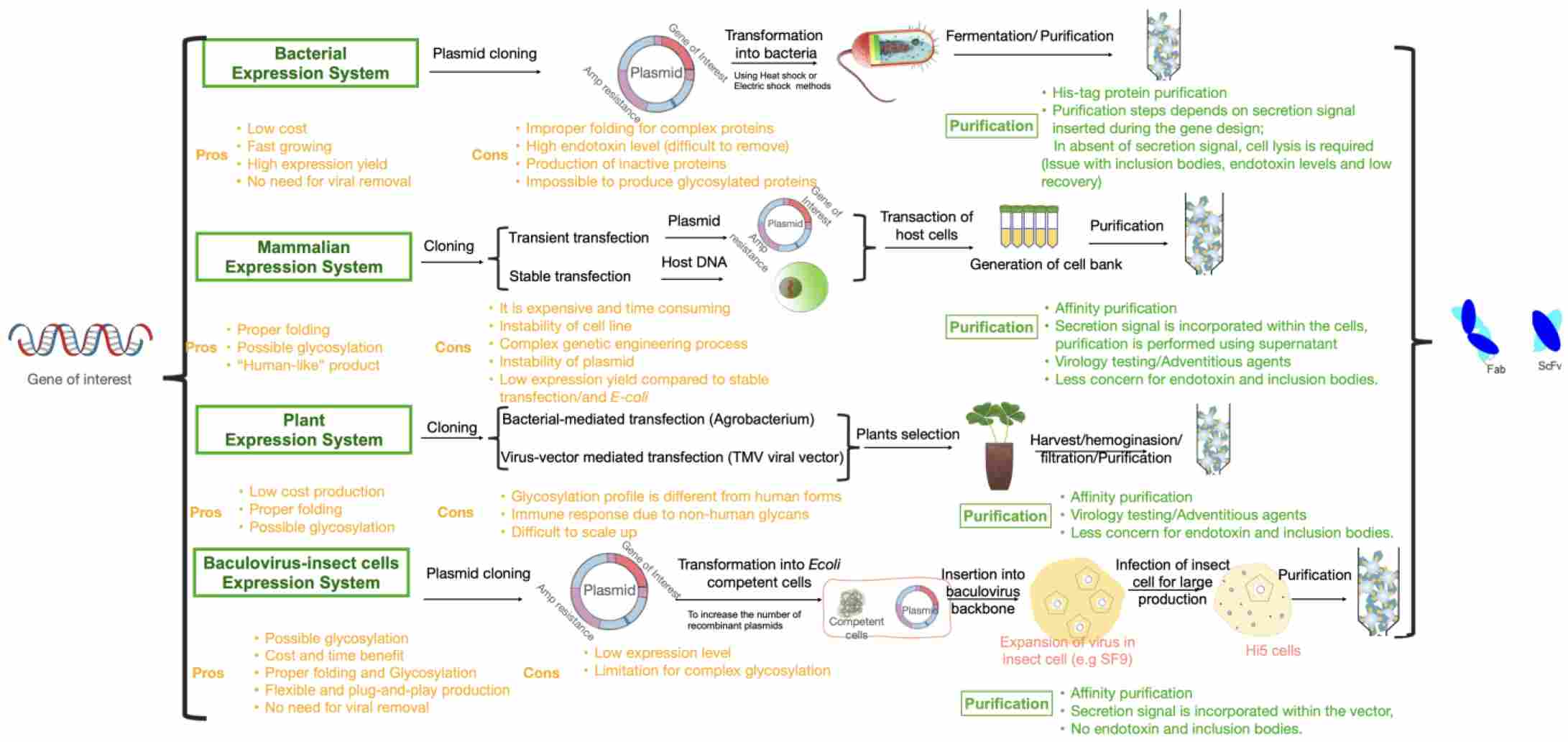 Comparison of expression systems used to bioengineer Fab and scFv antibody fragments. (OA Literature)