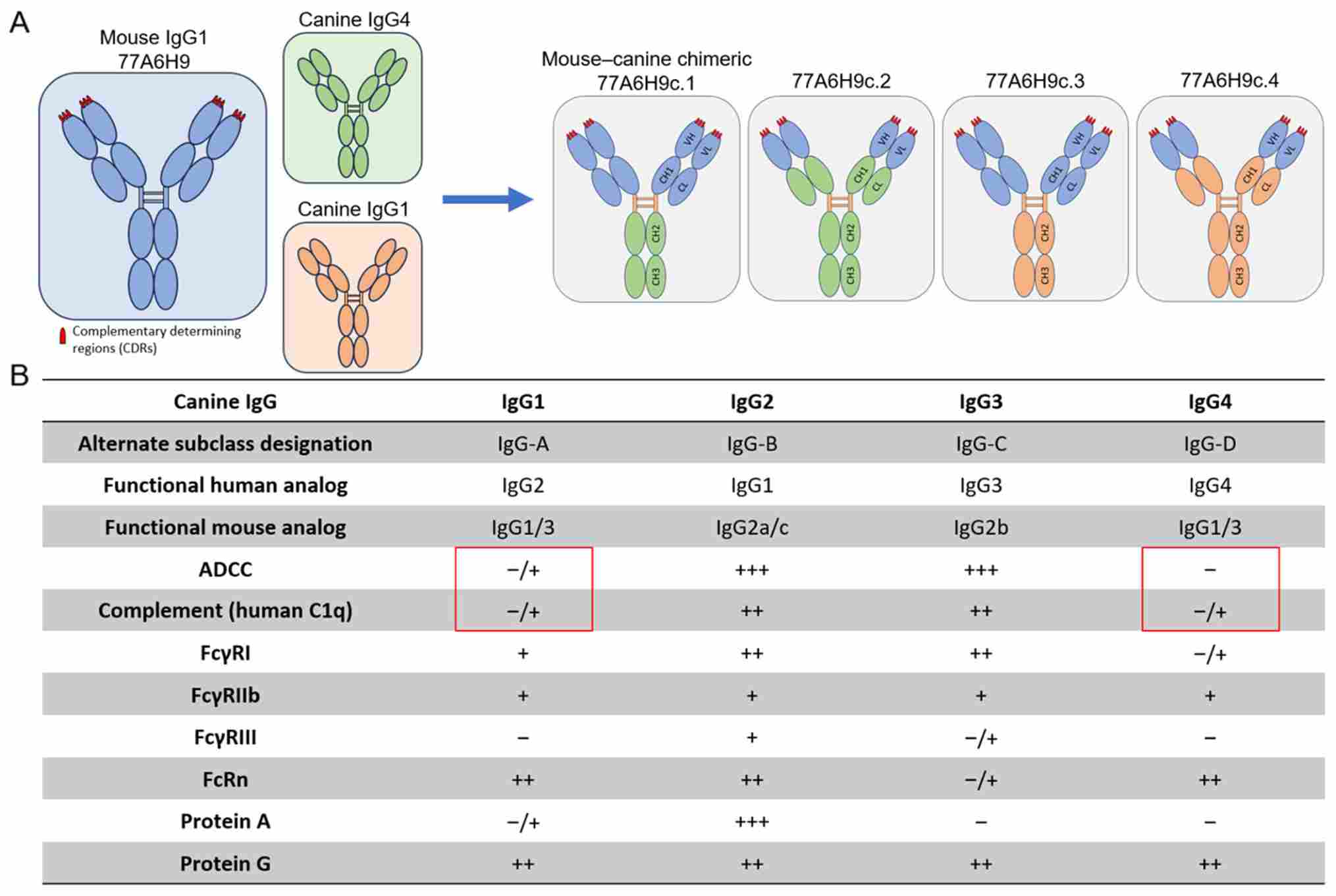 Canine IgG isotype constructs and functional subclass profiles. (OA Literature)