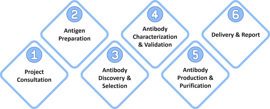 Fig 2. Workflow of Creative Biolabs service. (Creative Biolabs Original)