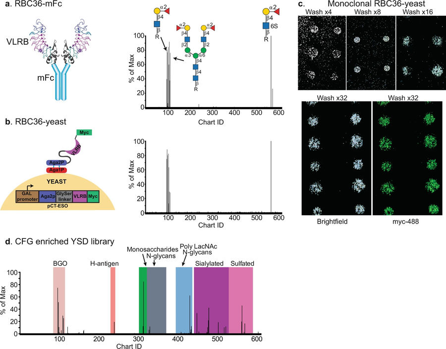 Fig 2. Pairing yeast surface display and glycan microarray technology has led to the rapid identification of VLRB binding specificity. (OA Literature)