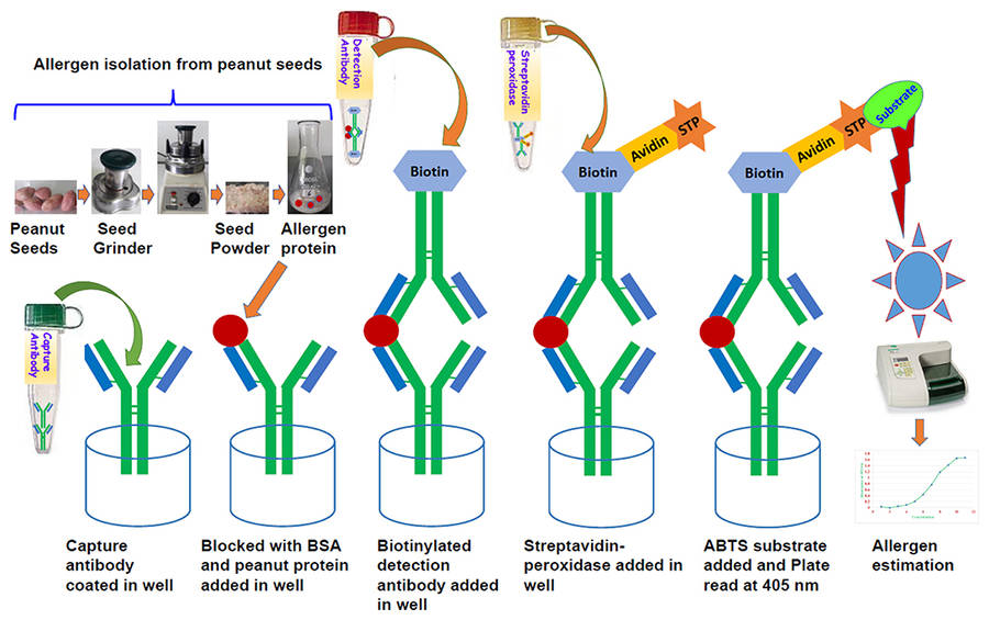 Fig.1 Systematic diagram showing he protocol for allergen estimation in peanut seed through sandwich ELISA. (OA Literature)