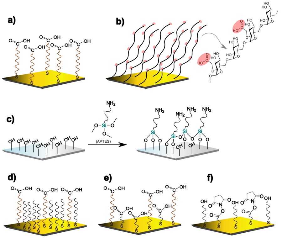 Fig.1 Schematic representation of chemically modified gold surfaces for SPR experiments. (OA Literature)