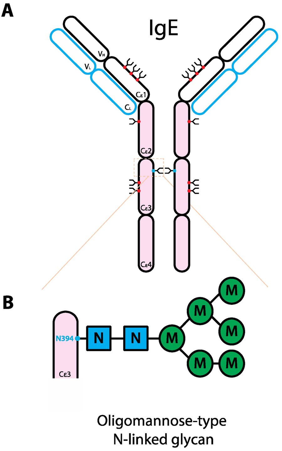 Fig.1 Schematic representation of the human IgE structure and glycan composition. (OA Literature)