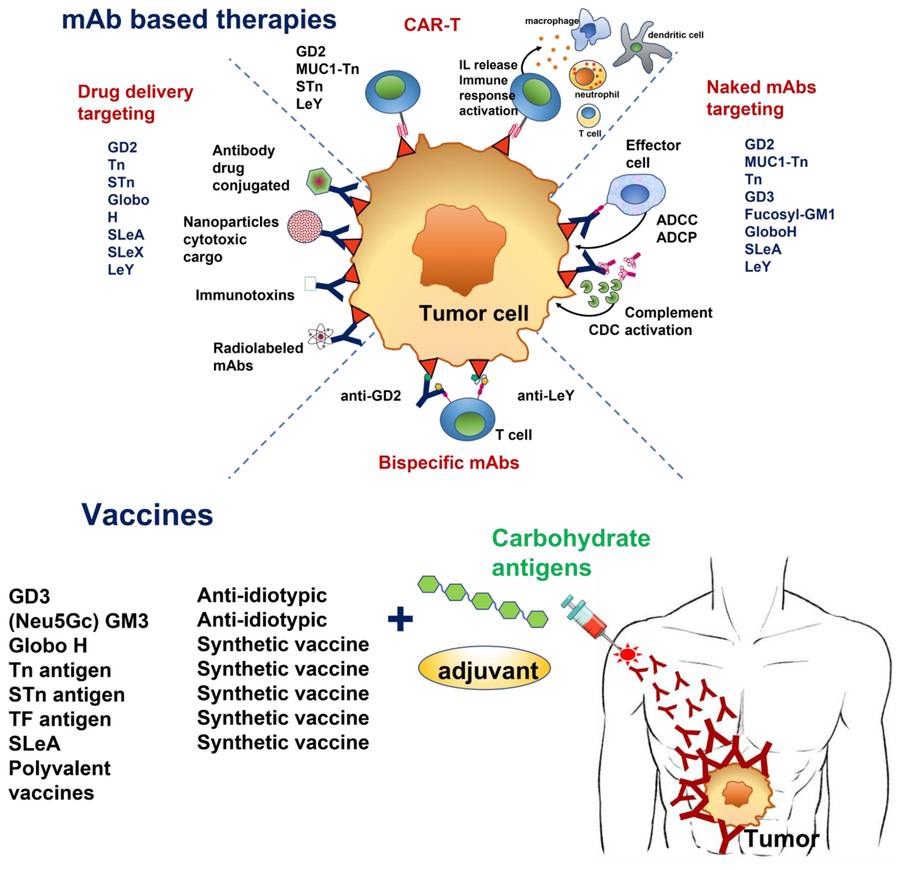 Fig.1 Schematic of antitumor strategies based in antibodies and vaccines targeting TACAs. (OA Literature)