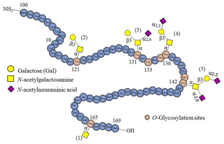 Fig 3. Schematic representation of O-linked glycans found in casein glycomacropeptide. (OA Literature)