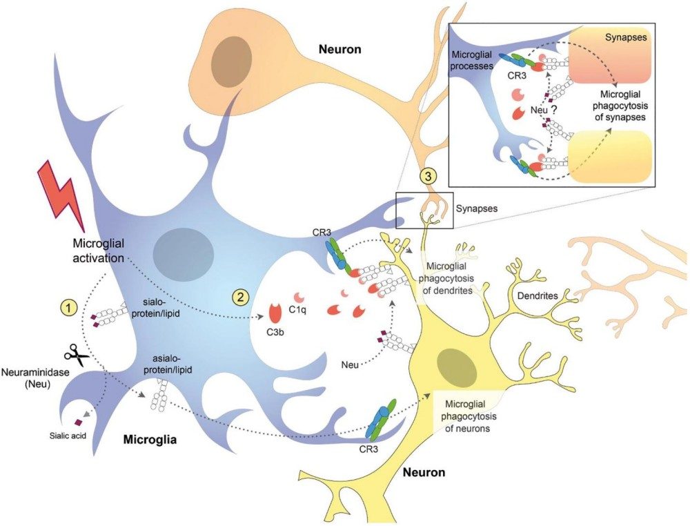 Fig.2 Proposed mechanisms of microglia-induced neurophagy via galectin-3 (Gal-3) and desialylation of microglial and neuronal receptors. (OA Literature)