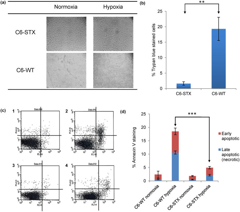 Fig 3. Charts showing effect of polySia expression on the survival of cancer cells in hypoxia. (OA Literature)
