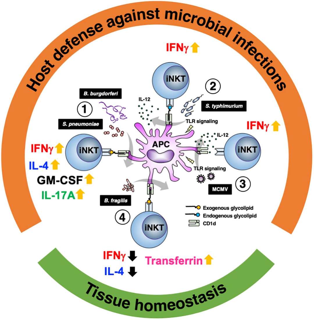 Fig 2. Glycolipid-dependent and glycolipid-independent reaction of iNKT cells direct multiple outcomes. (OA Literature) 
