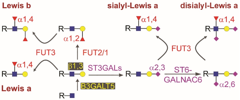 Fig 1. Antigen processing and presentation for different types of carbohydrate structures. (OA Literature)