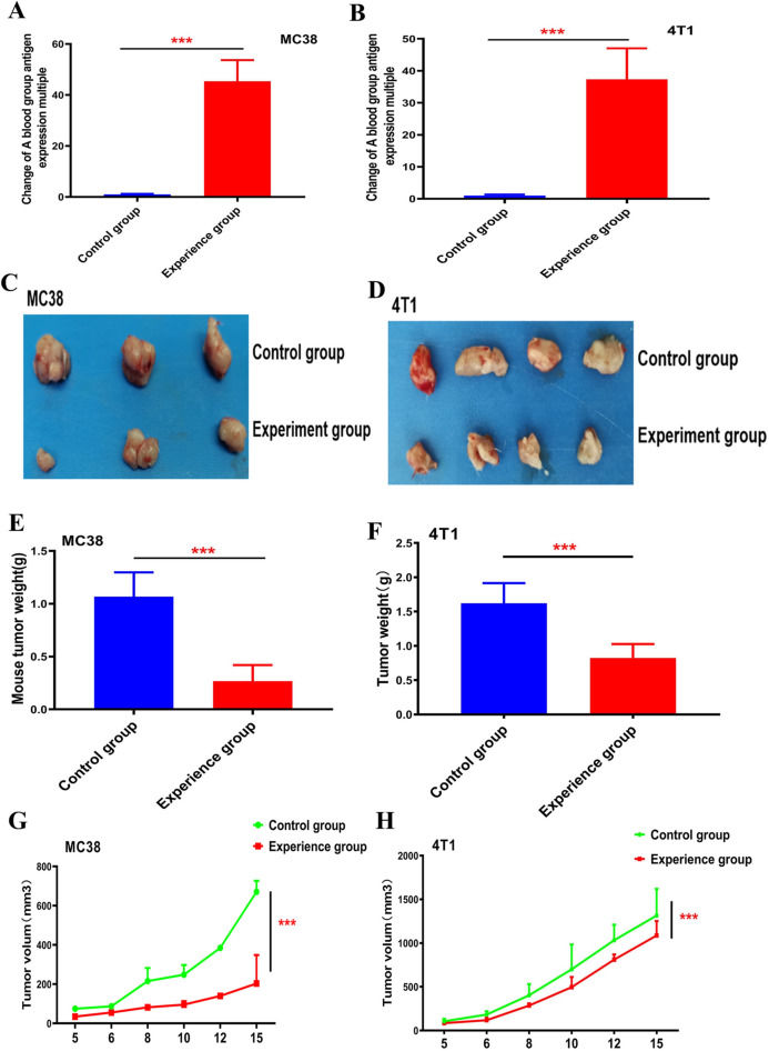 Fig 2. Charts and pictures showing the effect of blood group A antigen on tumor formation (OA Literature)
