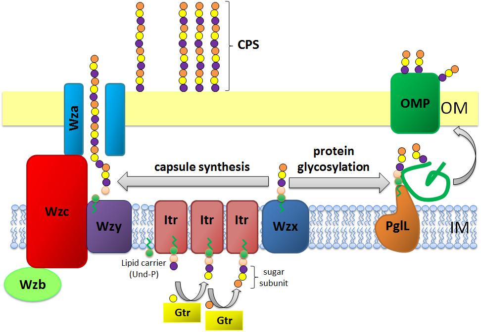 Fig 3. Schematic representation of capsule polysaccharide assembly and export in A. baumannii. (OA Literature)