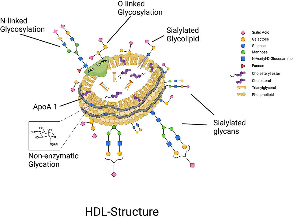 Fig 2. Structure of highly glycosylated HDL particles. (OA Literature)
