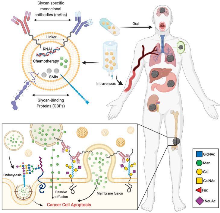 Fig 3. Strategies based on targeting cancer-associated glycans for selective and specific drug delivery systems. (OA Literature)