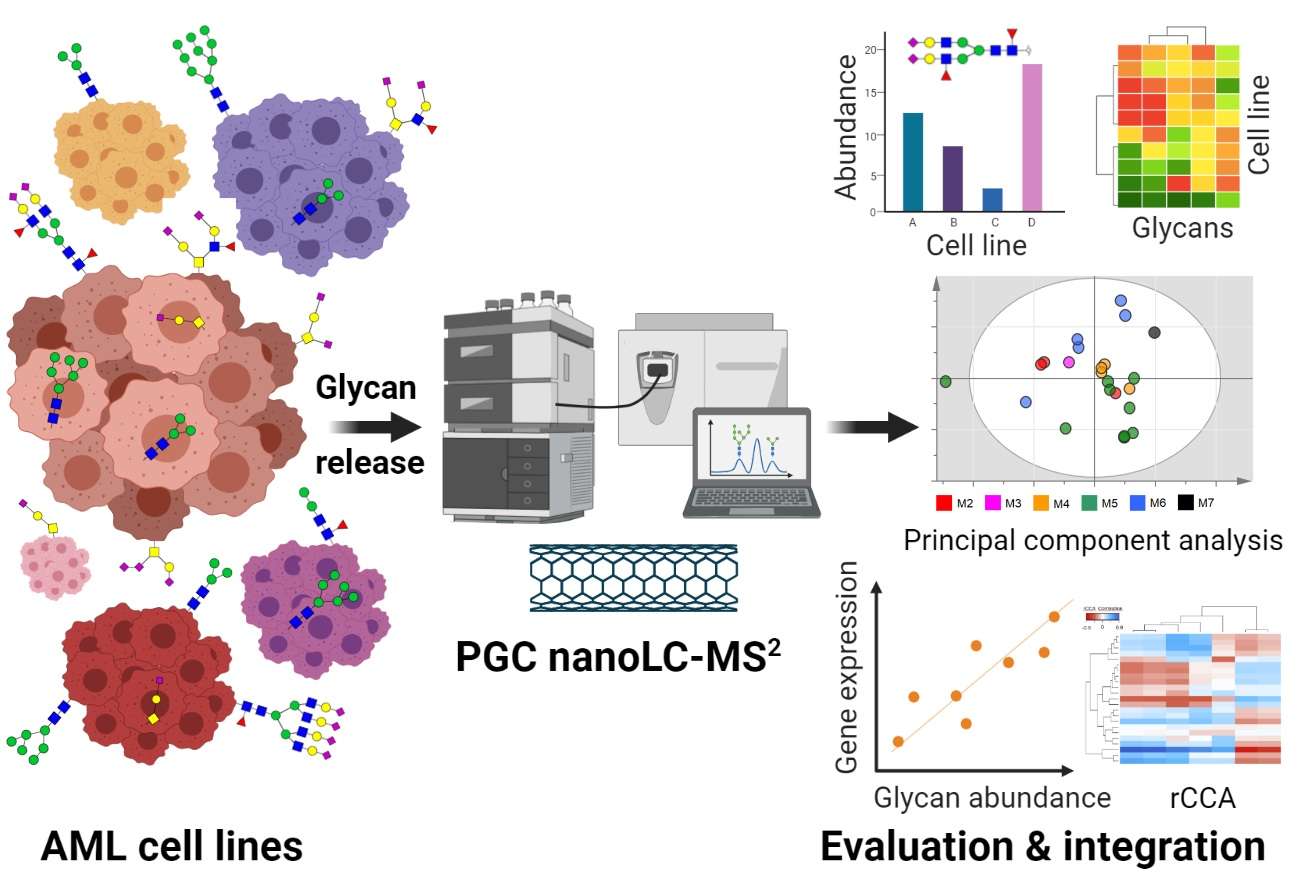 Fig 2. The N- and O-glycome study of AML cell lines (OA Literature)