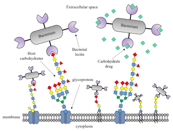 Fig 2. Schematic of lectin-glycan interactions in bacterial pathogenesis. (OA Literature)