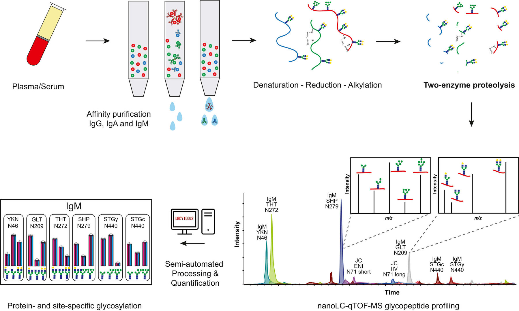 Workflow for site-specific IgG, IgA, and IgM glycopeptide profiling by affinity enrichment, proteolysis, and nanoLC-qTOF-MS (OA Literature)