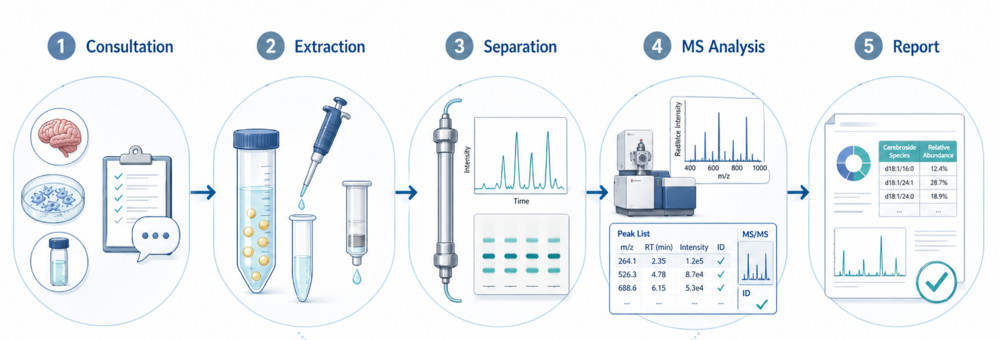 Fig.2 Workflow visual for cerebrosides analysis service. (Creative Biolabs Original)