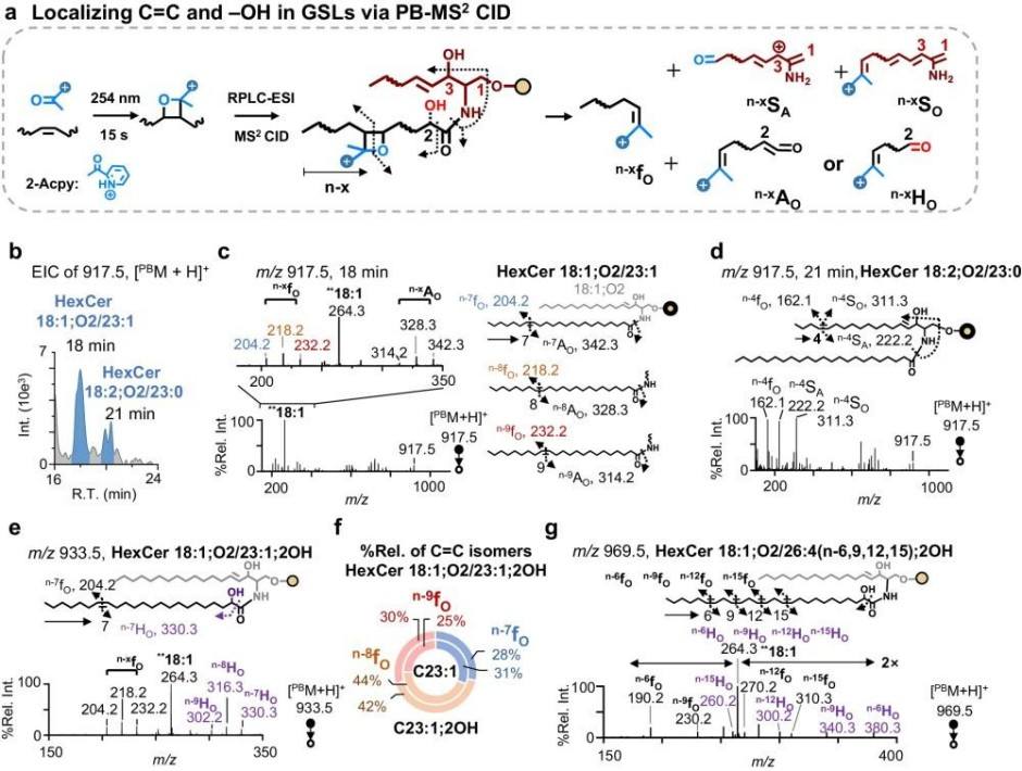 Fig.3 C=C location-level profiling of unsaturated HexCer species by tandem mass spectrometry. (OA Literature)