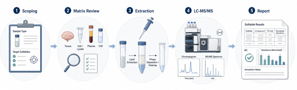 Fig.2 The schematic of Sulfatides analysis workflow. (Creative Biolabs Original)