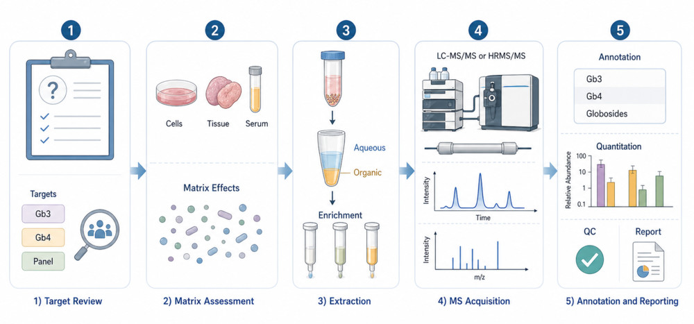 Fig.1 Globoside profiling workflow overview by LC-MS/MS and HRMS/MS. (Creative Biolabs Original)