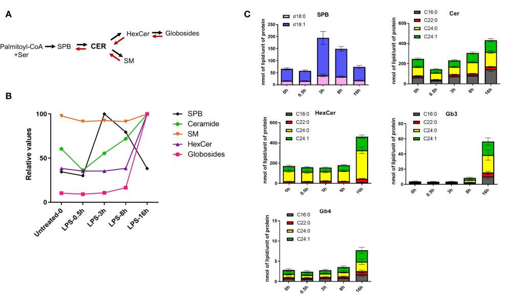 Fig.2 LPS-induced sphingolipid synthesis and Gb3/Gb4 globoside dynamics in human macrophages. (OA Literature)