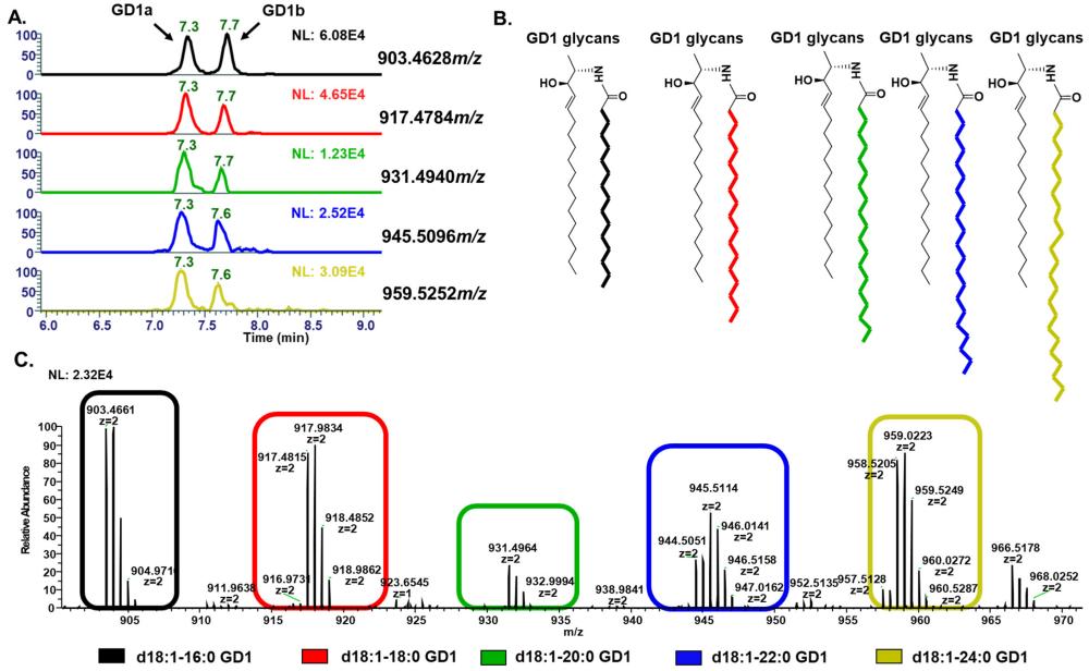 Intact ganglioside isomer separation and ceramide heterogeneity by LC-MS