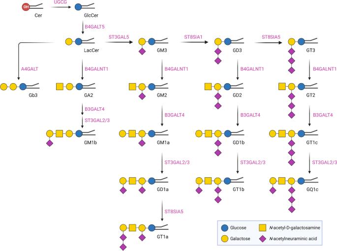 Fig.3 Glycosphingolipid pathway showing LacCer, GlcCer, Gb3, GA2, and ganglioside-related nodes. (OA Literature)